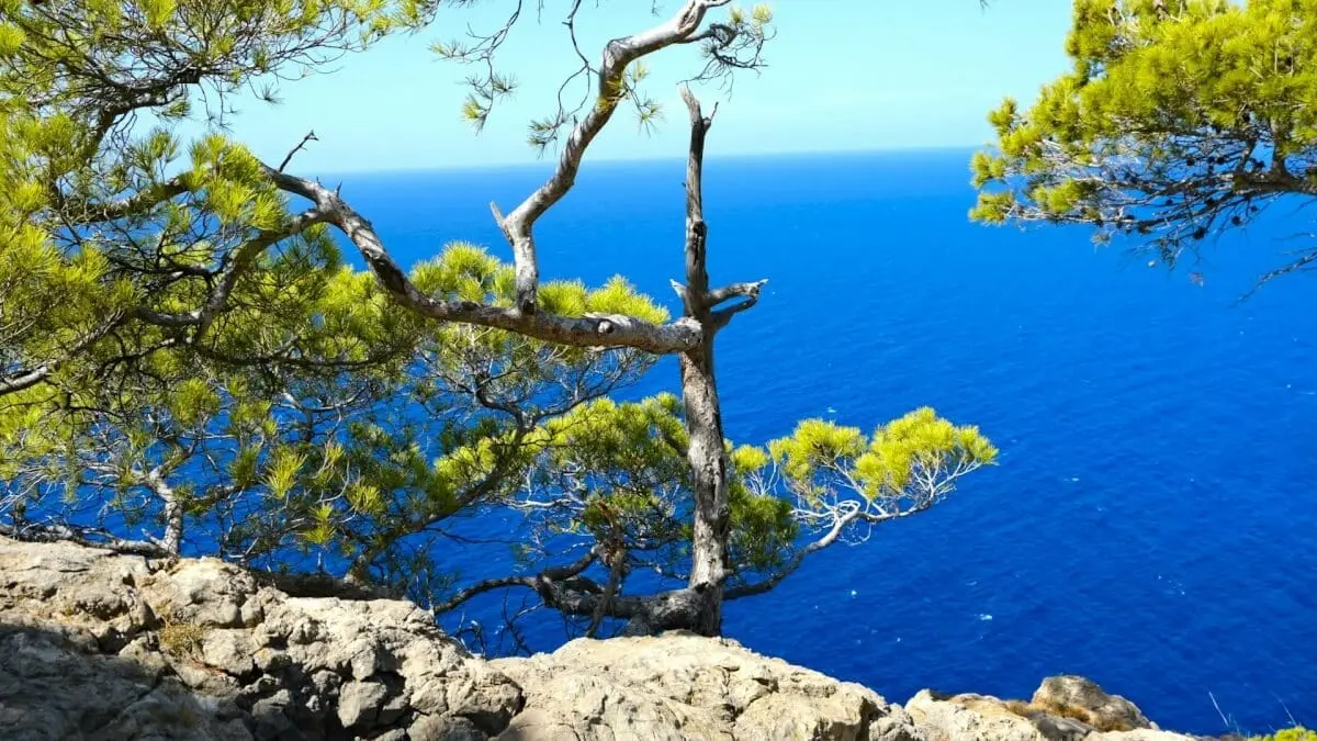 Upptäck charmiga Banyalbufar – en gömd pärla på Mallorca illustration